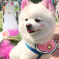 Dog Hair Dye Cream Kit with Safe Long-Lasting Dye Effect